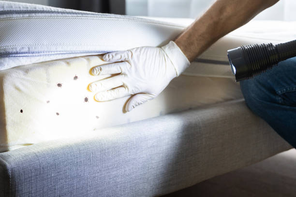 Best Termite Control Services  in Jekyll Island, GA