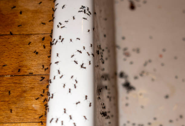 Best Best Pest Control Companies  in Jekyll Island, GA